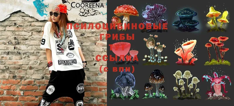 MEGA вход  продажа наркотиков  Алексин  Галлюциногенные грибы Cubensis 